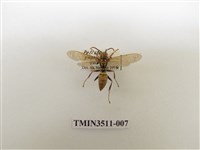 藏品(日本長腳蜂)的圖片